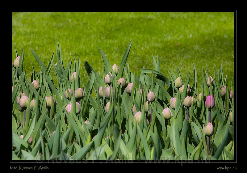 Keukenhof Hollandia 014.jpg